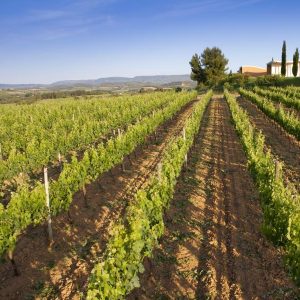 Tour de Viñedos (Penedès o Priorat)